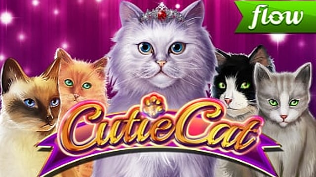 Cutie Cat