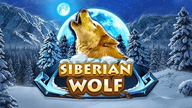 Siberian Wolf