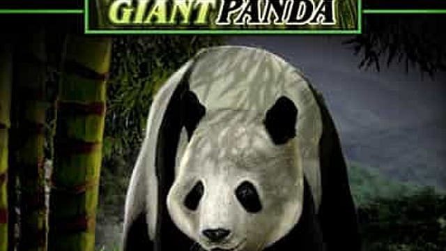 Untamed Giant Panda