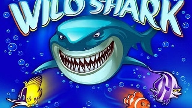 Wild Shark