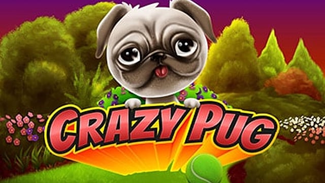 Crazy Pug