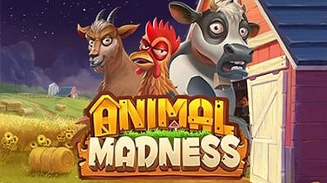 Animal Madness